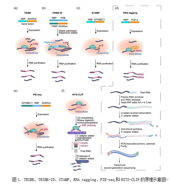 老哥俱乐部-老哥必备的交流社区