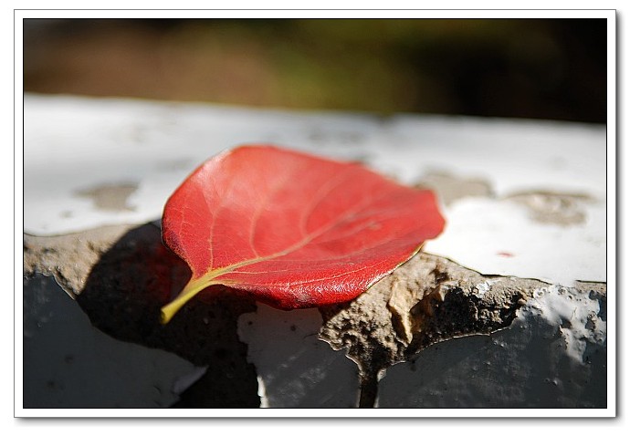 老哥俱乐部-老哥必备的交流社区